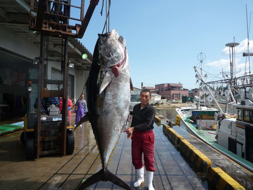 大間のマグロ
